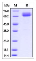 Mouse B7-1, Fc Tag on SDS-PAGE under reducing (R) condition. The gel was stained overnight with Coomassie Blue. The purity of the protein is greater than 95%.